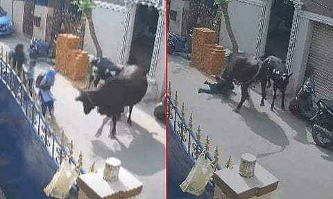 தாயின் கண்முன்னே மகளை முட்டித்தூக்கிய மாடு..! மாட்டின் உரிமையாளர் மீது வழக்குப்பதிவு