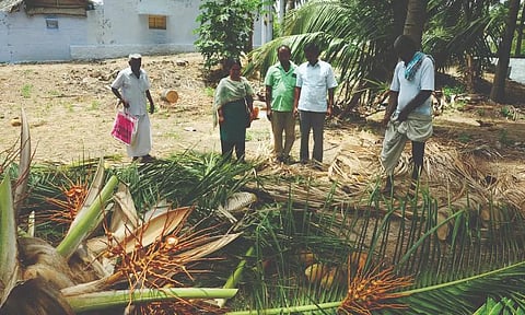 குருத்தழுகல் நோய் தாக்குதலால் வெட்டப்படும் தென்னை மரங்கள்