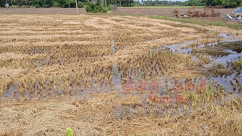 குறுவை சாகுபடி பாதிப்பு