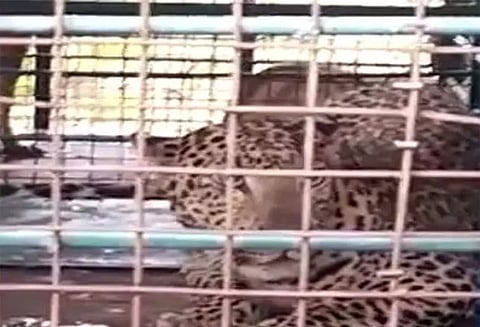 சிறுத்தை தாக்கி உயிரிழந்த பெண்ணின் குடும்பத்தினருக்கு ரூ.15 லட்சம் நிவாரணம்