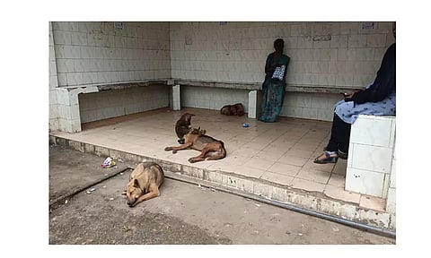 பந்தலூரில், பயணிகள் நிழற்குடையில் தெருநாய்கள் தொல்லை