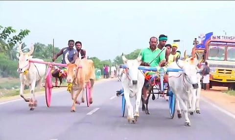 குதிரை, மாட்டு வண்டி எல்கை பந்தயம்