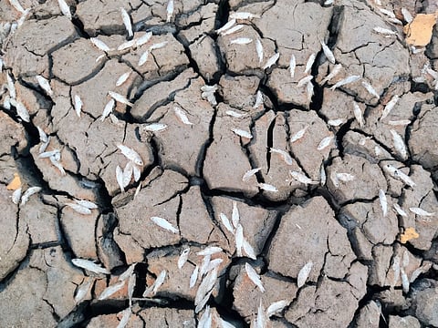 வாய்க்காலில் செத்து மிதக்கும் மீன்கள்