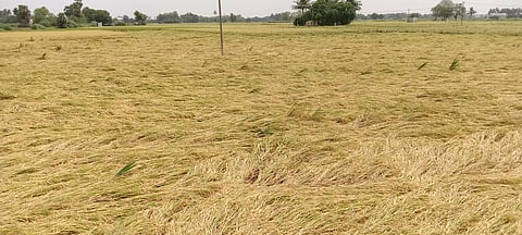 அறுவடைக்கு தயாரான நெற்பயிர்கள் சாய்ந்தன