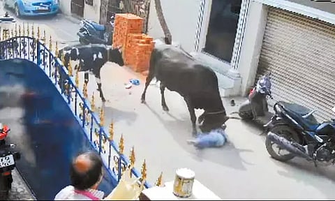 தாயுடன் நடந்து சென்ற பள்ளி மாணவியை கொம்பால் முட்டி தூக்கிய மாடு- வீடியோ வைரல்