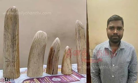 யானை தந்தங்களை விற்க முயன்றவர் கைது