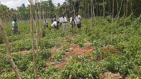 தேன்கனிக்கோட்டை அருகேதக்காளி செடிகளை சேதப்படுத்திய யானைகள்