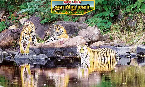 புலிகளை ரசிக்க வைக்கும் தேசியப் பூங்காக்கள்