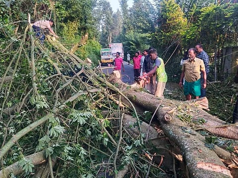 கொடைக்கானல் மலைப்பாதையில் விழுந்த மரம்