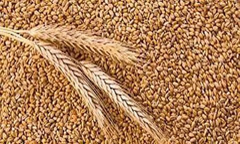 மத்திய பிரதேசத்தில் இருந்து ஈரோட்டுக்கு ரெயிலில் வந்த 2,900 டன் கோதுமை