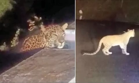 சத்தியமங்கலம் அருகே மலைப்பாதையை கடந்த சிறுத்தைப்புலி