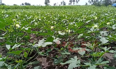 வெண்டை சாகுபடியில் விவசாயிகள் ஆர்வம்