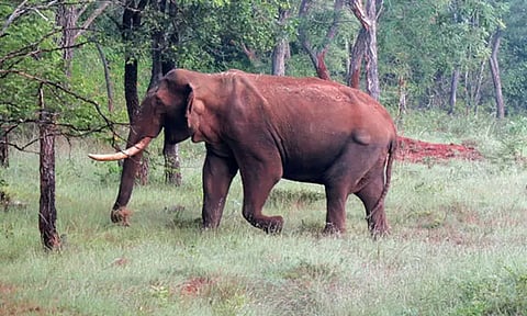 காட்டு யானை தாக்கி தொழிலாளி படுகாயம்