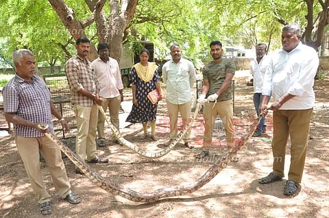 கிருஷ்ணகிரி பகுதியில் 8 மலைப்பாம்புகள் பிடிபட்டன