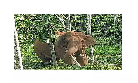 பந்தலூர் அருகே தோட்டத்திற்குள் புகுந்து காட்டுயானை அட்டகாசம்