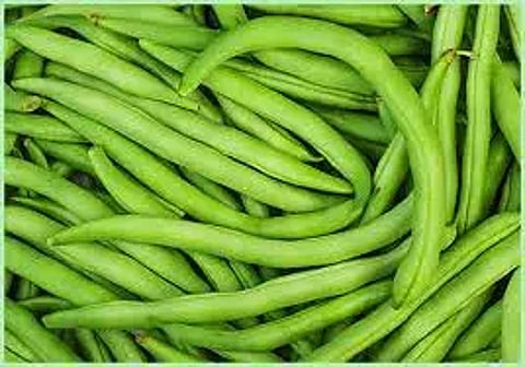 வரத்து அதிகரிப்பால்பீன்ஸ் விலை ஒரே நாளில் கிலோவுக்கு ரூ.8 குறைந்ததுதர்மபுரி உழவர் சந்தையில் ரூ.50-க்கு விற்பனை