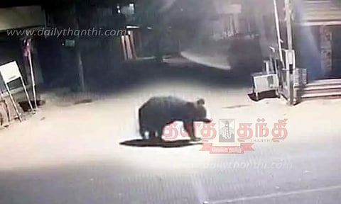 நள்ளிரவில் ஊருக்குள் புகுந்து சாலையில் உலா வந்த கரடி