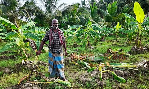 சோழவந்தான் அருகே பயிர்களை சேதப்படுத்திய காட்டுப்பன்றிகள்