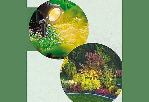 மின்னொளியில் செடி வளர்ப்பு