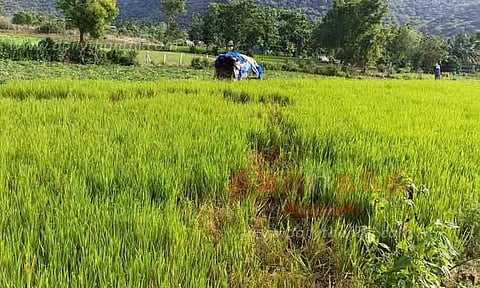 விவசாய பயிர்களை சேதப்படுத்திய காட்டு யானை