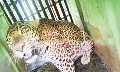 பெண்ணை கொன்ற சிறுத்தை கூண்டில் சிக்கியது