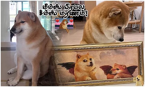 மீம்ஸ் பிரபல சீம்ஸ் நாய் மரணம்...! நெட்டிசன்கள் கவலை...!