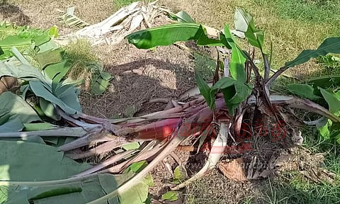 விளைநிலங்களில் புகுந்து காட்டுப்பன்றிகள் அட்டகாசம்