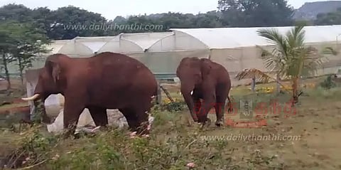 தேன்கனிக்கோட்டை அருகேகிராமங்களில் சுற்றித்திரிந்த 2 காட்டு யானைகள்பயிர்களை சேதப்படுத்தியதால் விவசாயிகள் கவலை