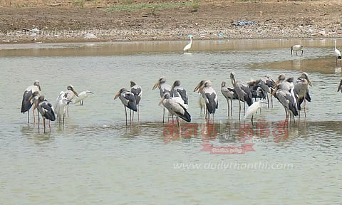சிக்கல் ஊருணியில் இரை தேடும் பறவைகள்