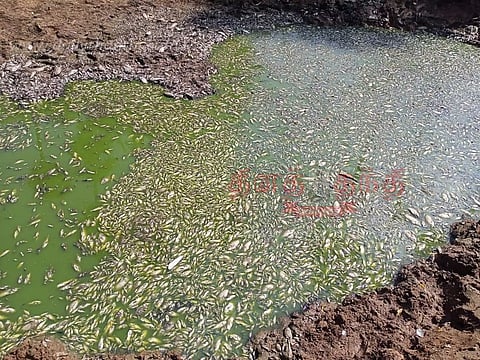 சென்னிமலை அருகே குளத்தில் மீன்கள் செத்து மிதந்ததால் பரபரப்பு