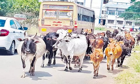திருப்போரூர் ஒன்றியத்தில் சாலைகளில் திரியும் மாடுகளால் வாகன ஓட்டிகள் அவதி