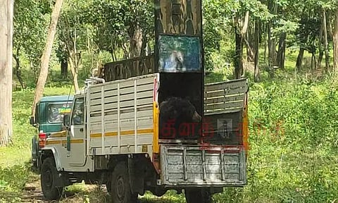 அட்டகாசம் செய்த கரடி கூண்டில் சிக்கியது