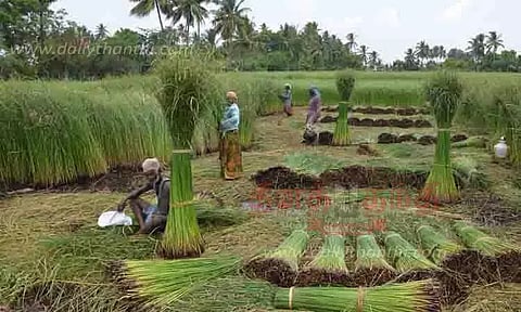 நெரூர் பகுதியில் கோரைப்பயிர் அறுவடை பணி மும்முரம்