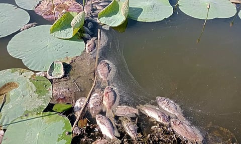 ஏரியில் செத்து மிதந்த மீன்கள்