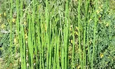 முருங்கைக்காய் விளைச்சல் அமோகம்