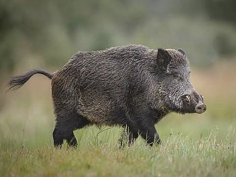 நாட்டு வெடிகுண்டு வைத்த பழத்தை தின்ற காட்டுப்பன்றி வாய் சிதறி செத்தது