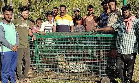 அரிசிகெரேவில் தொடர் அட்டகாசம் செய்த சிறுத்தை சிக்கியது