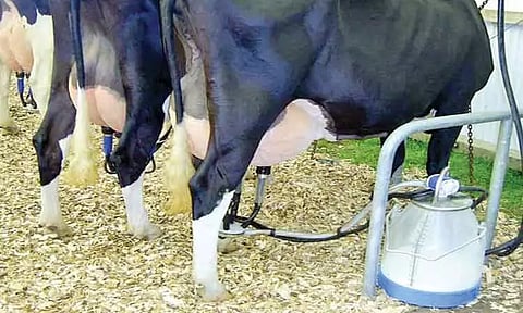 பண்ணையில் ஆள்பற்றாக்குறையை சமாளிக்க பால் கறவை எந்திரம்