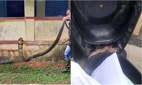 சிருங்கேரி அருகே பள்ளிக்குள் புகுந்த 14 அடி நீள நாகபாம்பு பிடிபட்டது