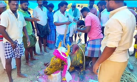 ஜல்லிக்கட்டு காளை செத்தது