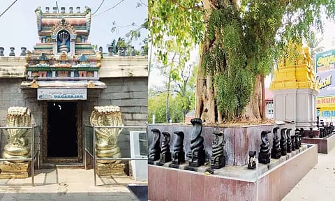 நாகதோஷம் நீக்கும் நாகராஜா ஆலயம்