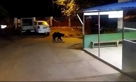 கூடலூரில் போலீஸ் நிலைய வளாகத்தில் கரடி உலா