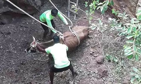 கிணற்றில் தவறி விழுந்த பசுமாடு மீட்பு