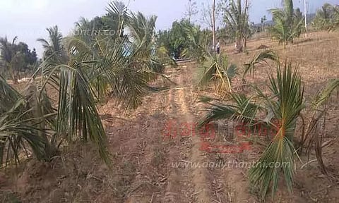 தாளவாடி அருகே தோட்டத்தில் புகுந்து காட்டு யானைகள் அட்டகாசம் தென்னங்கன்றுகள் சேதம்