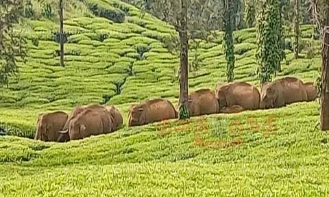 தேயிலை தோட்டத்தில் காட்டு யானைகள் முகாம்