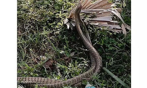 பின்னி பிணைந்து நடனமாடிய பாம்புகள்