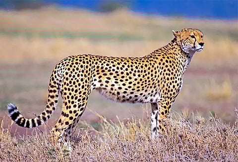 தொடா அட்டகாசம் செய்த சிறுத்தை கூண்டில் சிக்கியது