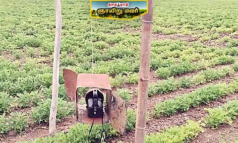 நிலக்கடலையை பாதுகாக்க விவசாயி கையாண்ட புதுமை