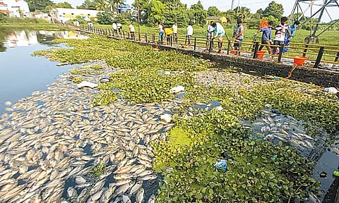 கூவம் ஆற்றில் டன் கணக்கில் செத்து மிதக்கும் மீன்கள்