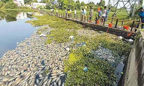 திருவேற்காடு அருகே கூவம் ஆற்றில் டன் கணக்கில் செத்து மிதக்கும் மீன்கள்